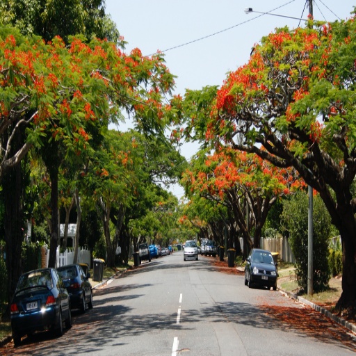 Yabba, a tree lined (maybe flame trees???) street in the suburb of Ascot in Brisbane, Australia.