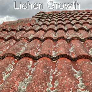 Lichen Growth On Tile Roof Brisbane Aussie Pressure Washing
